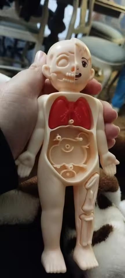 Customer photo review of Anatomiemodell Lernspielzeug | Menschlicher Körper zum Auseinandernehmen STEM Kinder