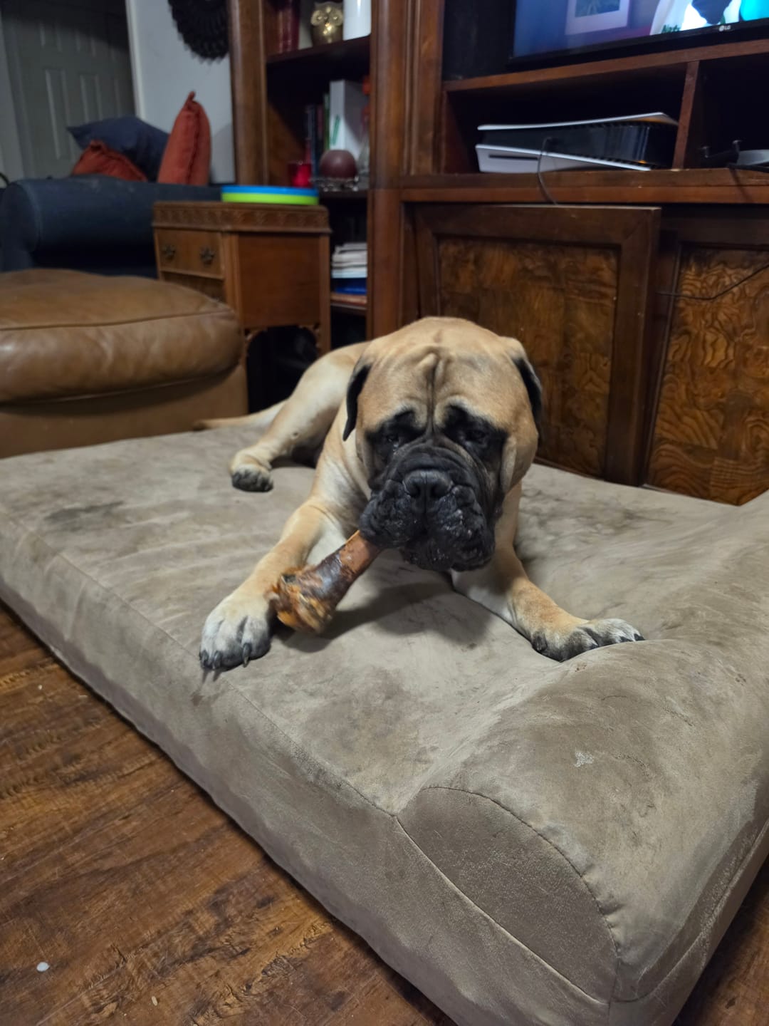 Customer photo review of Large Ostrich Cane (11.5" x 5"): The Ultimate Long-Lasting Chew for Medium, Large & XL Dogs
