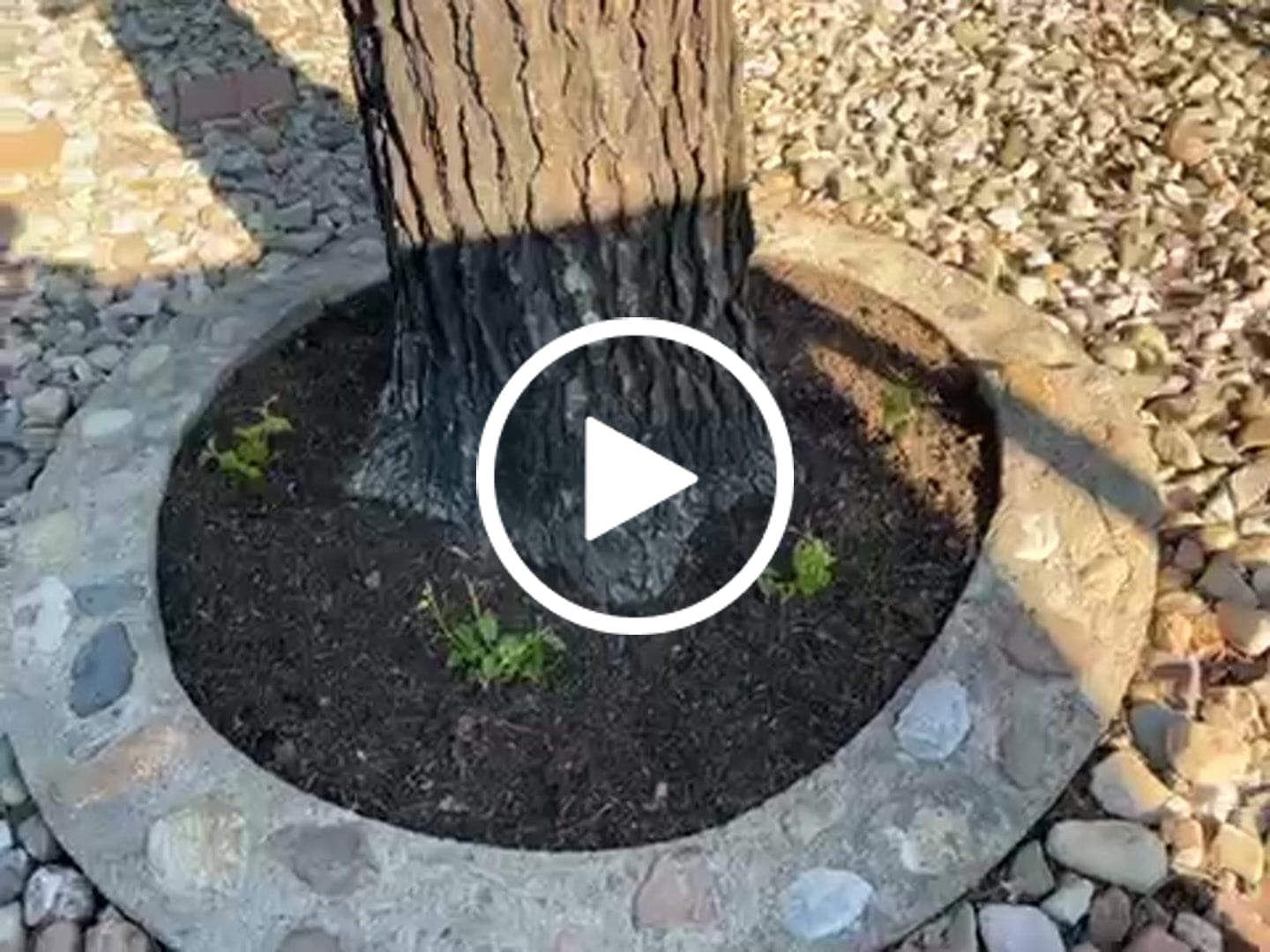 Customer video review of Lantana 'Dallas Red'