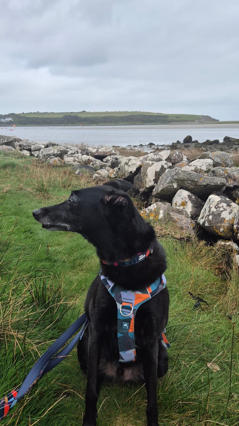 Customer photo review of Scramble Harness