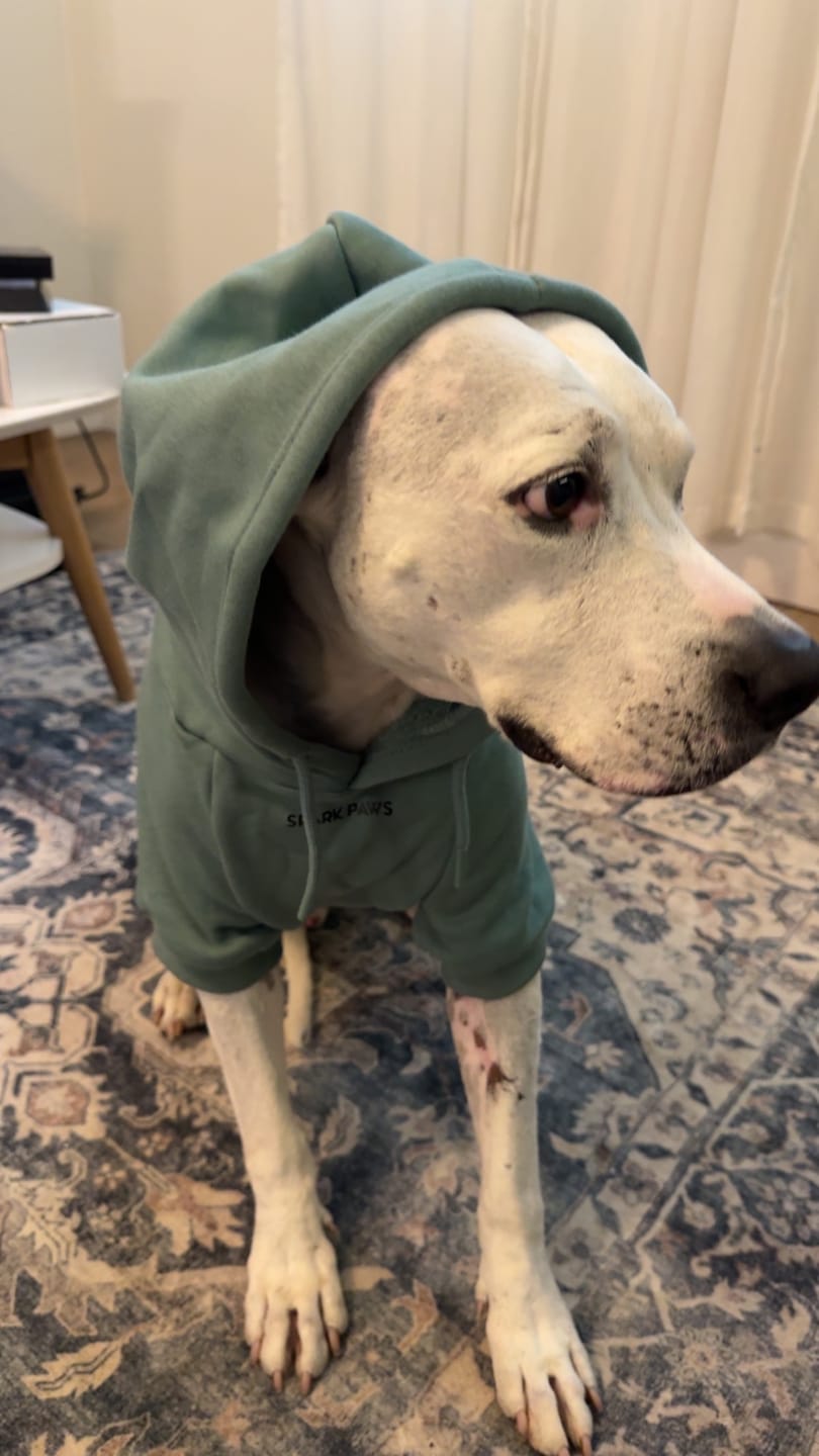 Customer photo review of Essential Dog Hoodie - Teal