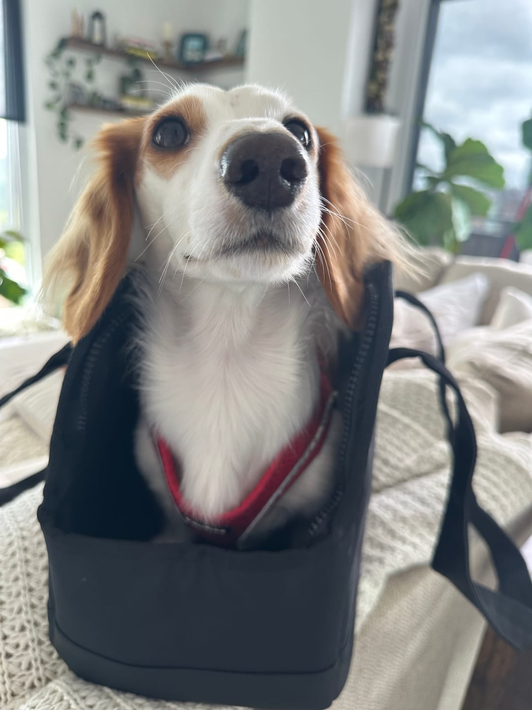 Customer photo review of Chocolate Brown Pet Tote Bag