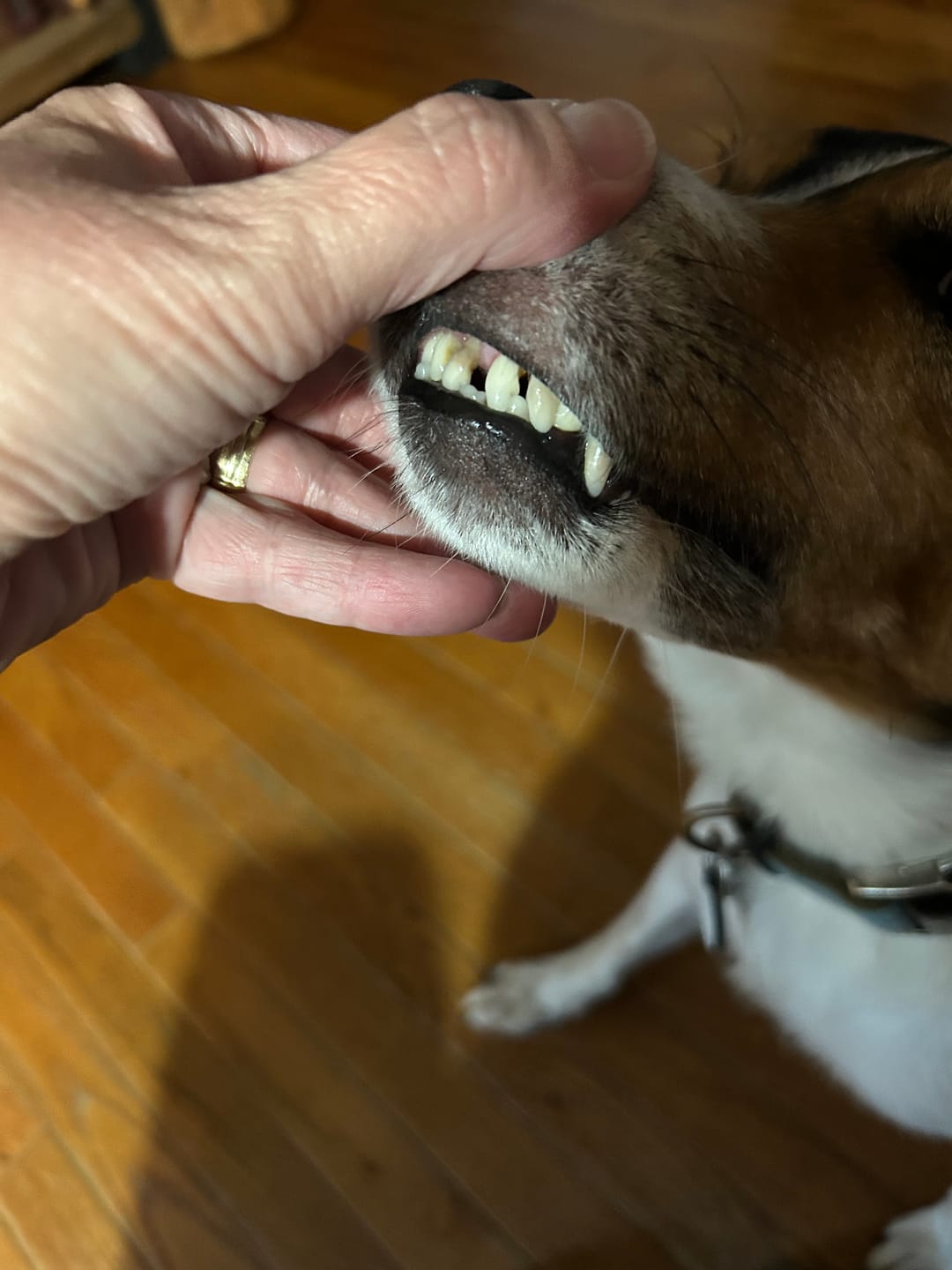 Customer photo review of HealthyMouth® Water Additive For Dogs (Clinically Proven, VOHC Accepted)