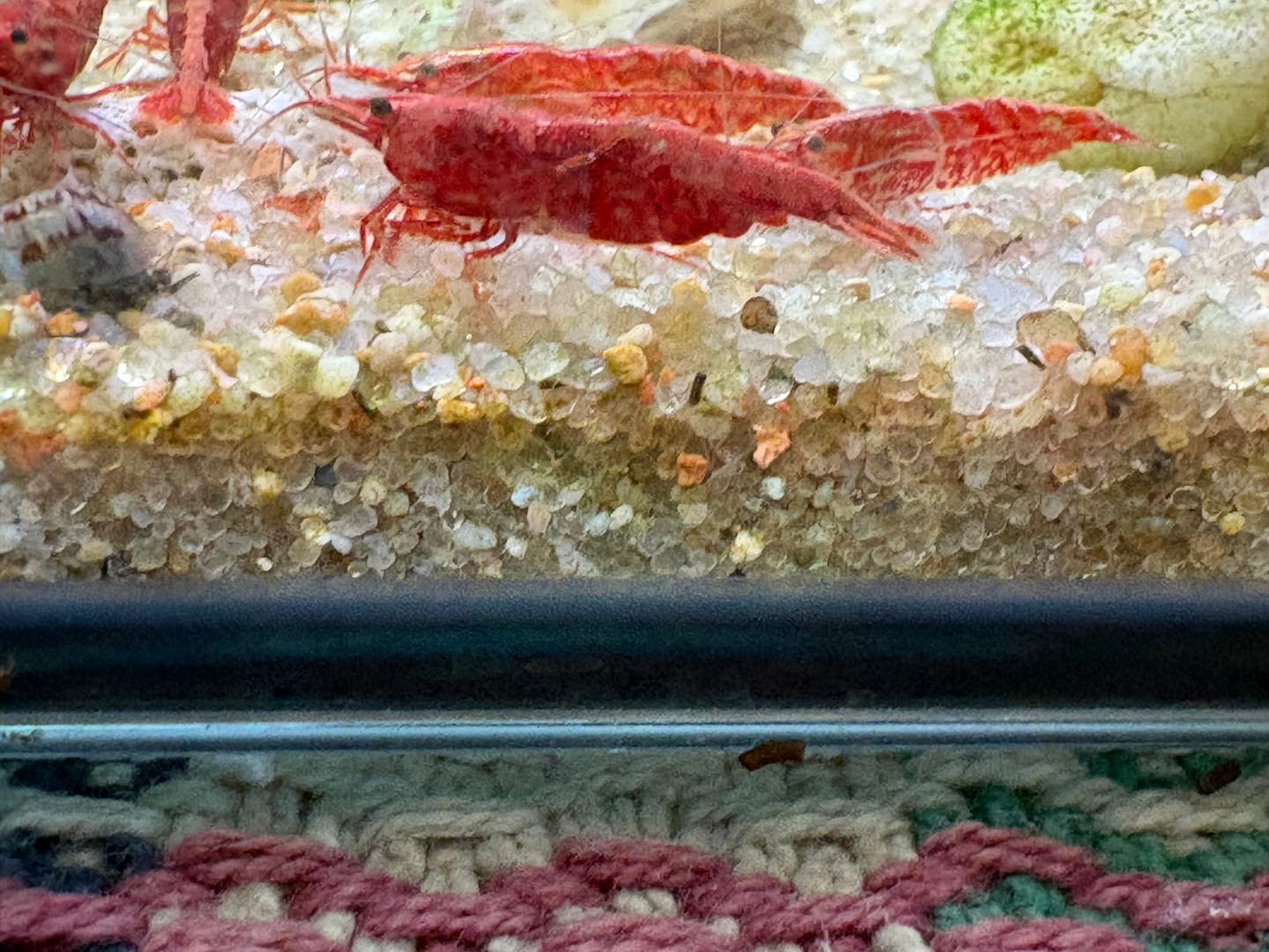 Customer photo review of Fire Red Cherry Shrimp