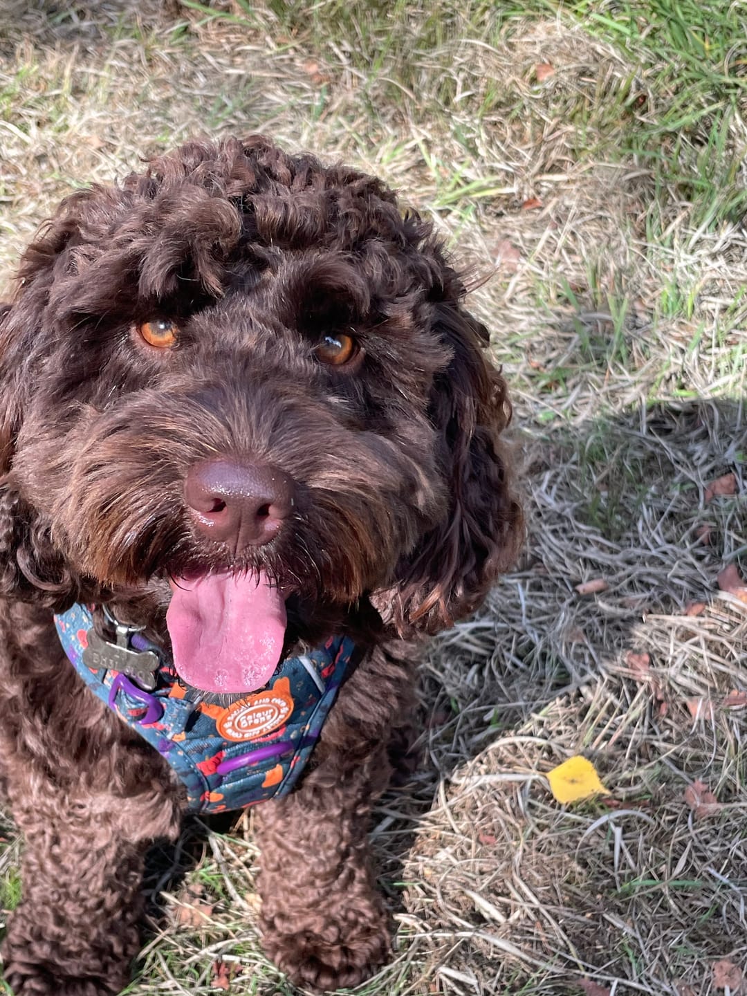 Customer photo review of Spellbound Autumn Trail & Glow Dog Harness, Lead & Collar Bundle