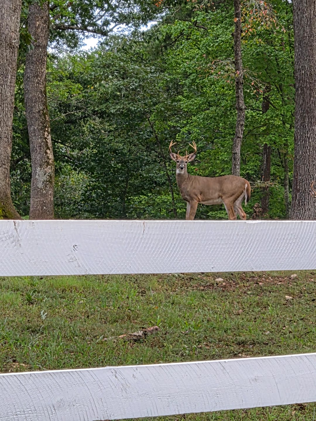 Customer photo review of Whitetail Hill Clover