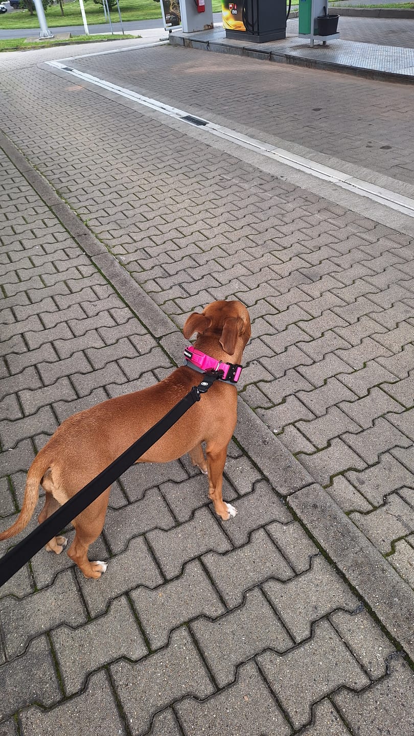 Customer photo review of 4cm Combat® Collar | With Handle & Secure Clip - Magenta