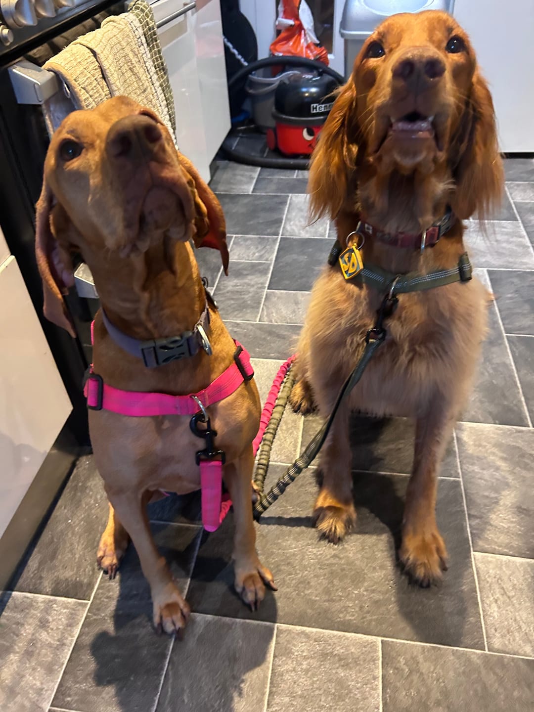 Customer photo review of ParoPet No-Pull Dog Harness