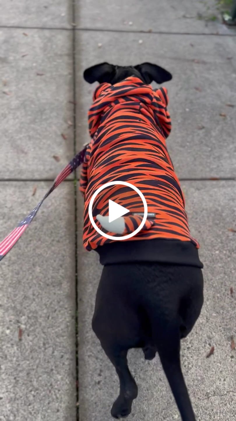 Customer video review of Halloween Dog Hoodie - Tiger