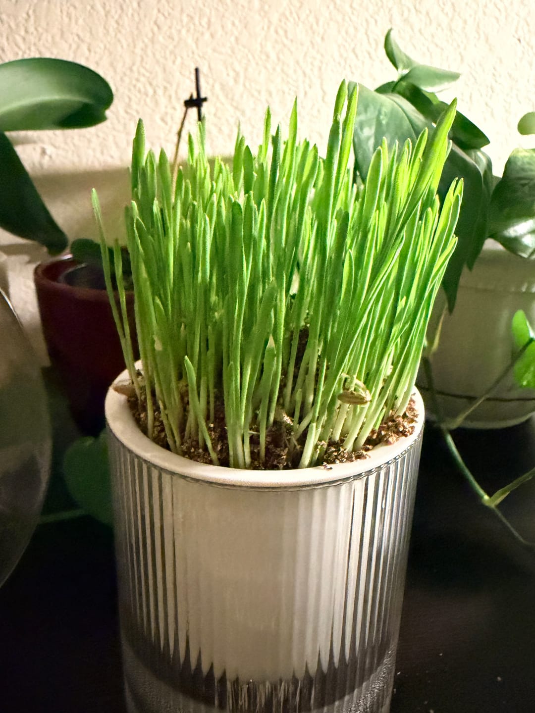 Customer photo review of Michu All-in-One Soil-Free Cat Grass Grow Kit - Made In USA