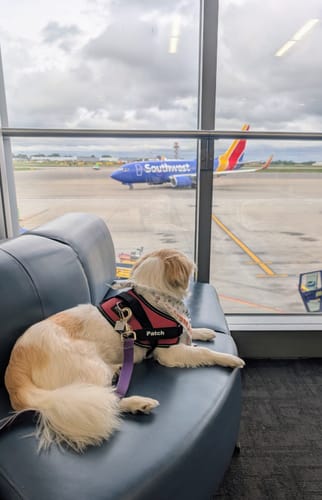 Customer's dog Patch wearing a red Dogshood No Pull Harness while waiting at an airport terminal.