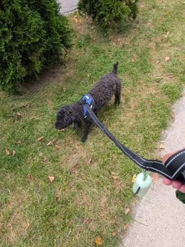 Customer's black dog wearing a blue Bungee Leash harness while walking on grass outdoors.