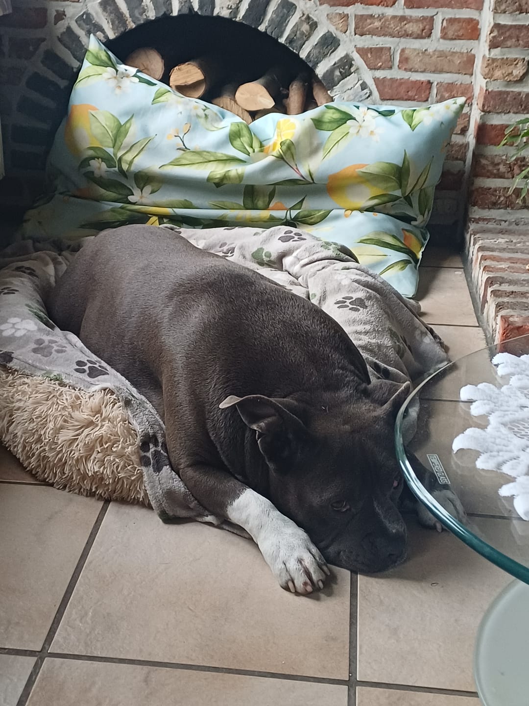 Customer photo review of Pet Perfect Fluffy Donut Hondenmand - Rond - Wasbaar