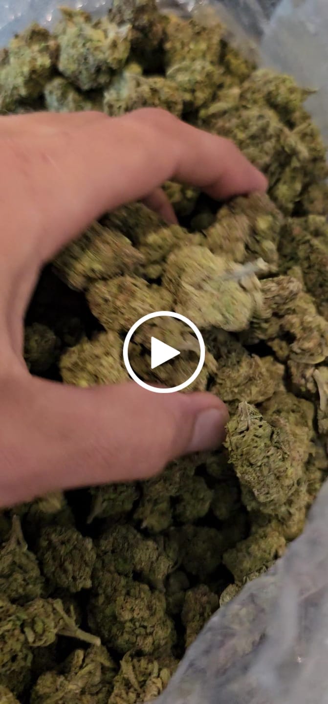 Customer video review of Oreoz Blizzard (Light-Assisted) – Bulk THCA Flower 1 lb
