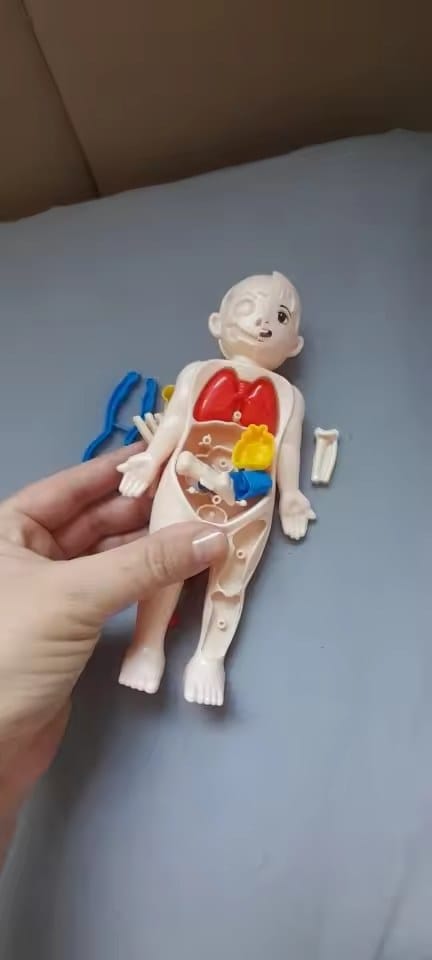 Customer photo review of Anatomiemodell Lernspielzeug | Menschlicher Körper zum Auseinandernehmen STEM Kinder
