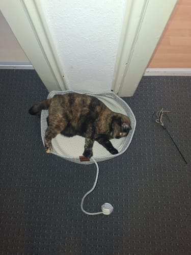 Customer's Fellnest Katzenkorb, a round woven cat bed, with a tortoiseshell cat resting inside on a gray carpet.