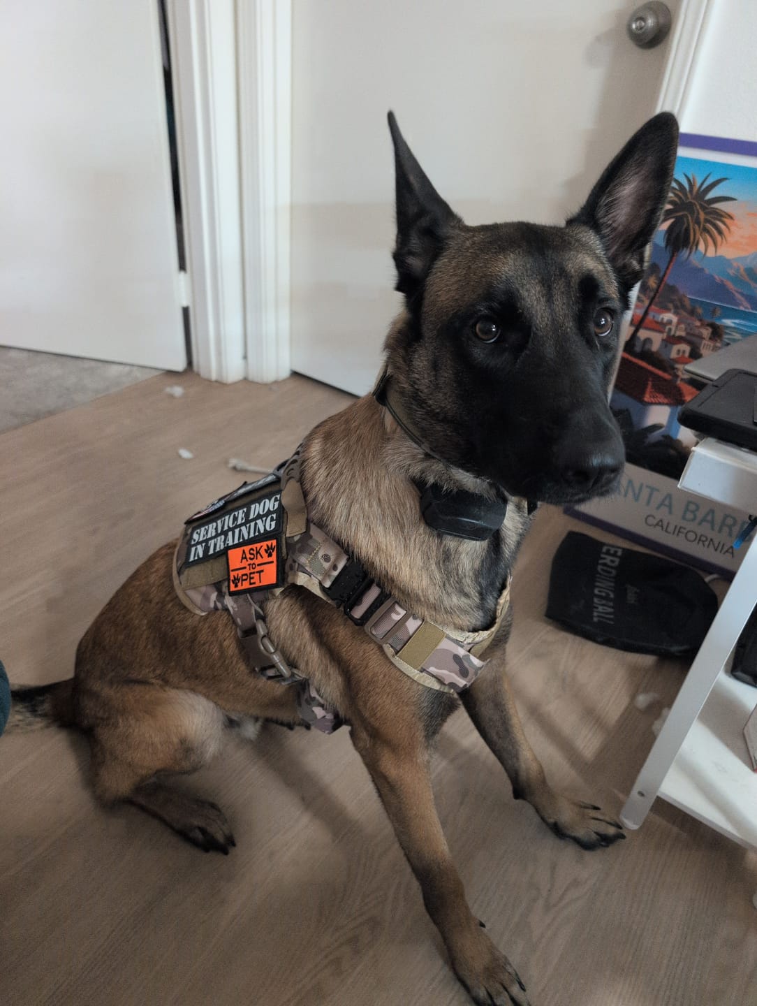 Customer photo review of Classic Heavy-Duty Tactical No-Pull Team K9® Dog Harness With Front & Back D-Rings, Quick-Release Metal-Buckles, Hook & Loop Panels, & Top Handle