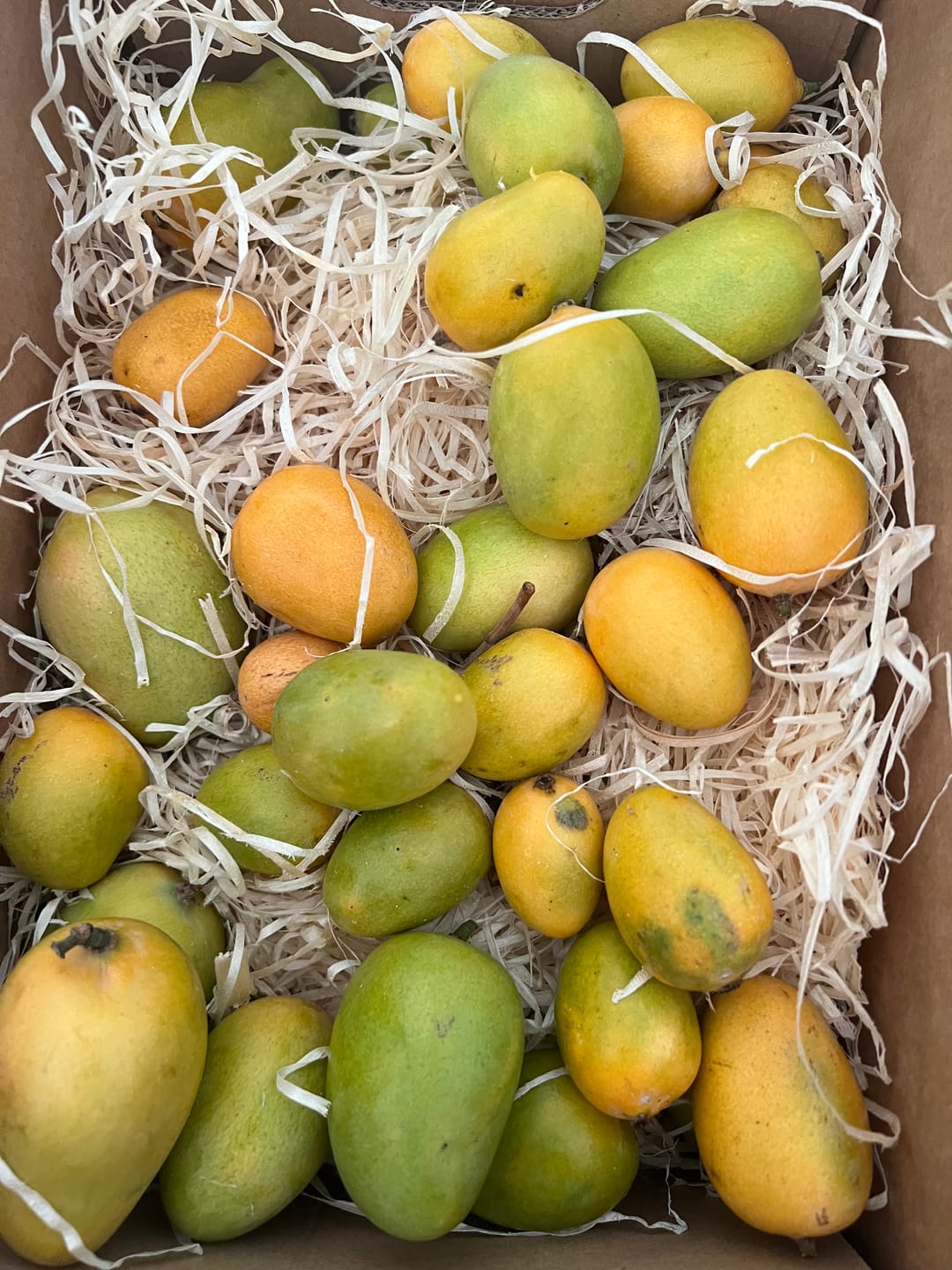 Customer photo review of Baby Zuckermango Ataulfo Bio von Julian