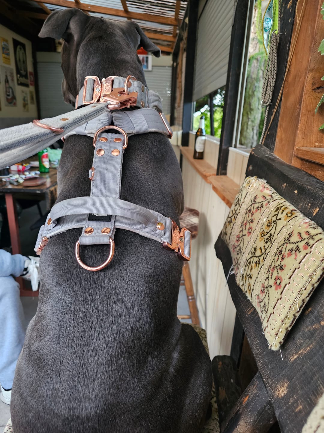 Customer photo review of Easy Walk Extreme Rose Grå - Sele med snabbspänne