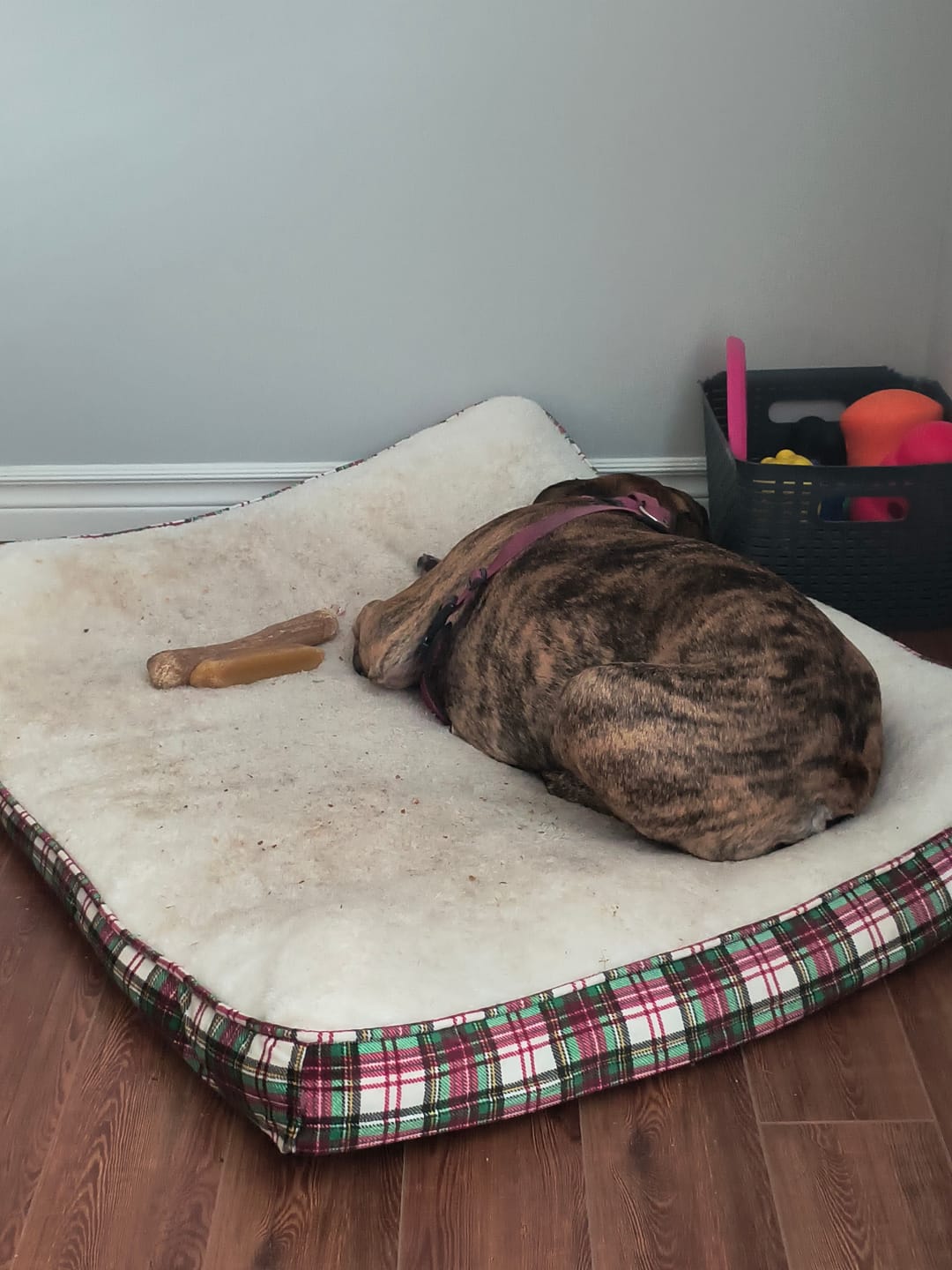 Customer photo review of Himalayan Yak Chew (EXTRA LARGE)