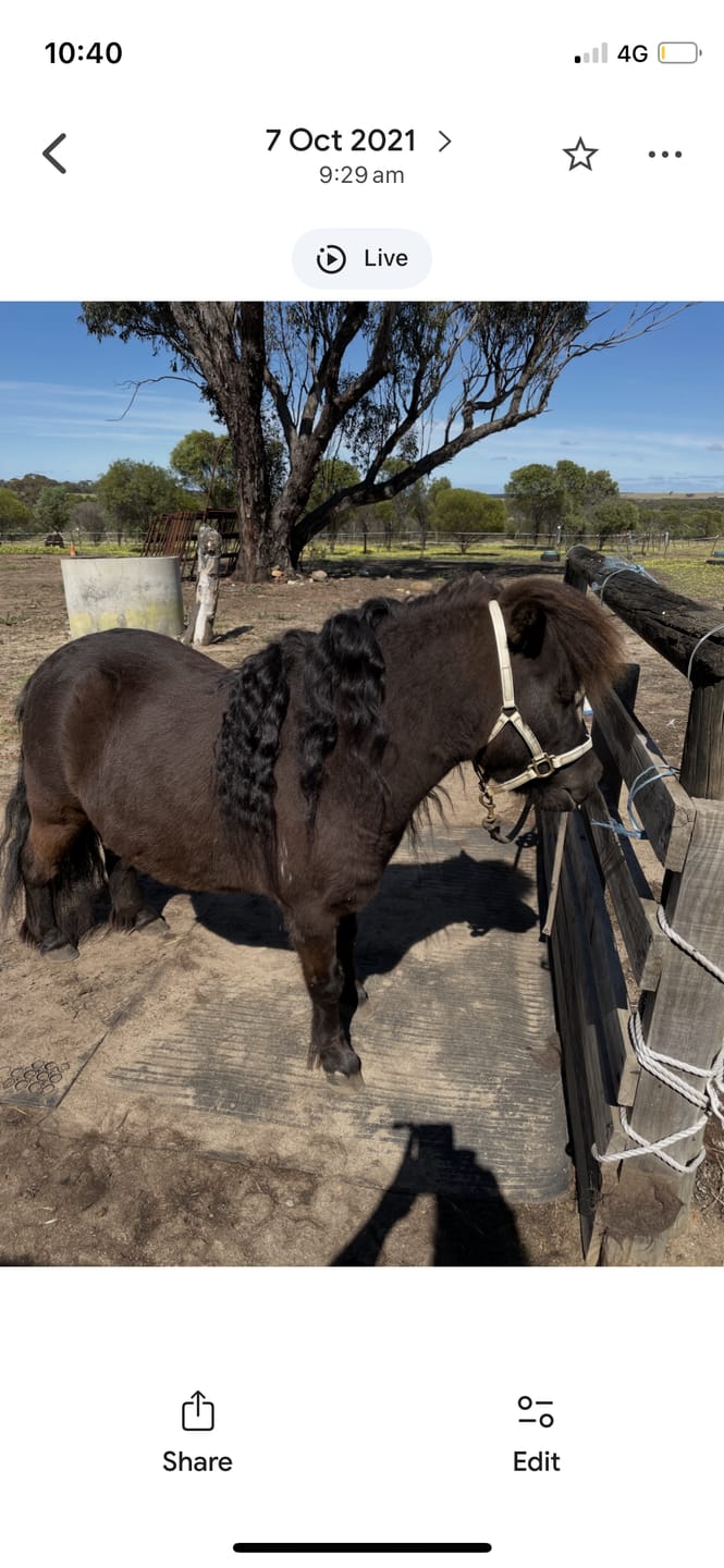 Customer photo review of EquiBind
