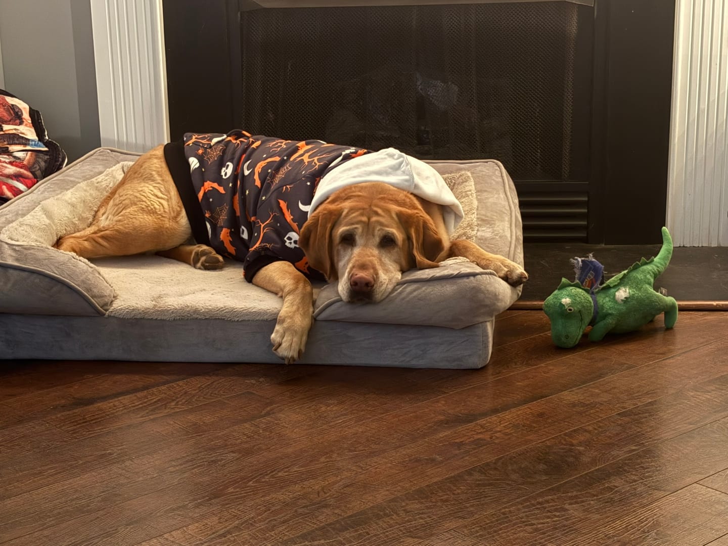 Customer photo review of Halloween Dog Hoodie - Black