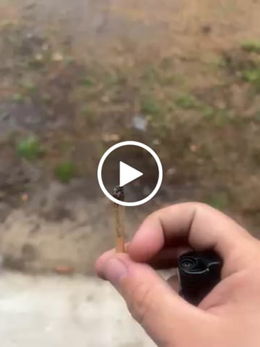 Customer video review of THC-A Pre-Roll Cali Blend |2g|