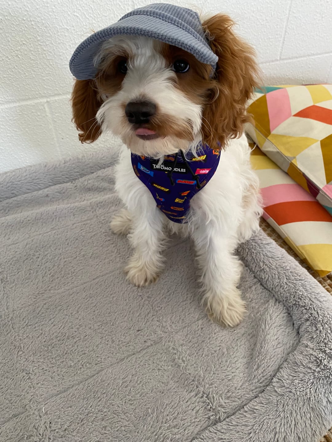 Customer photo review of Favemutts Adjustable Dog Harness