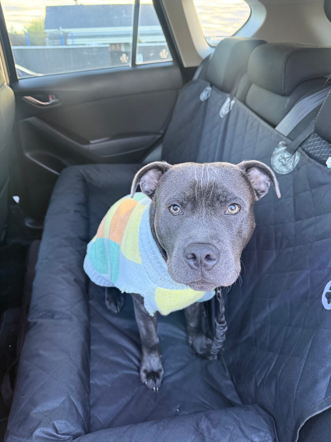 Customer photo review of Pet Seat Belt
