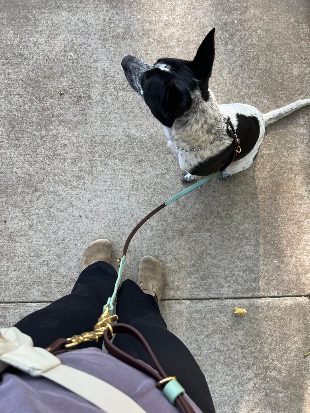 Customer photo review of Biothane Traffic Handle Dog Leash