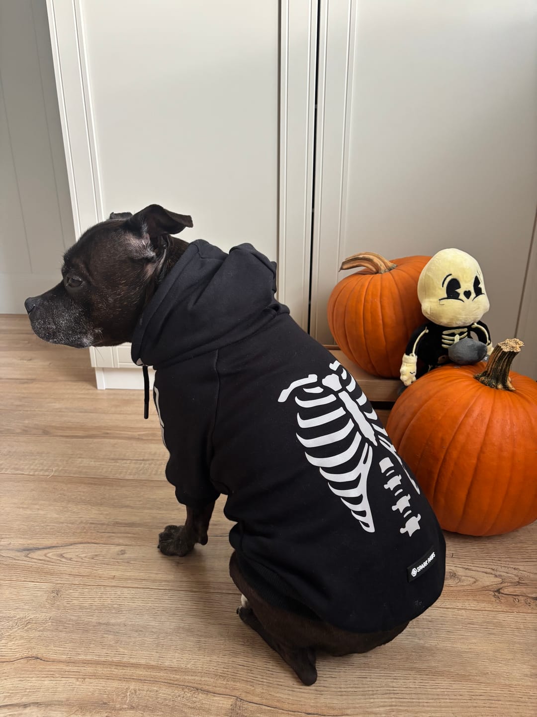Customer photo review of Halloween Dog Hoodie - Reflective Skeleton (2)