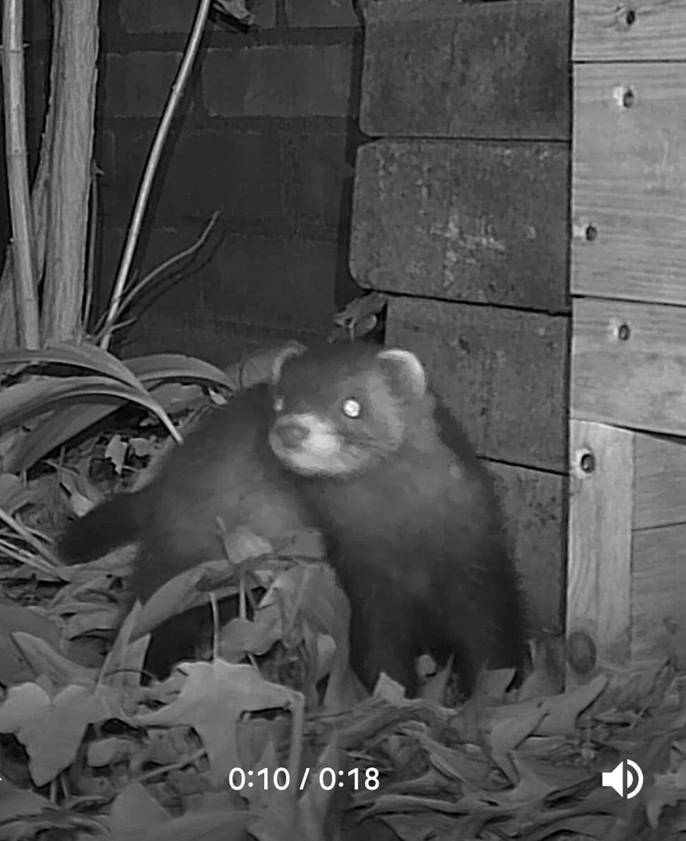 Customer photo review of Siltcon Wildcamera met zonnepaneel aan kabel