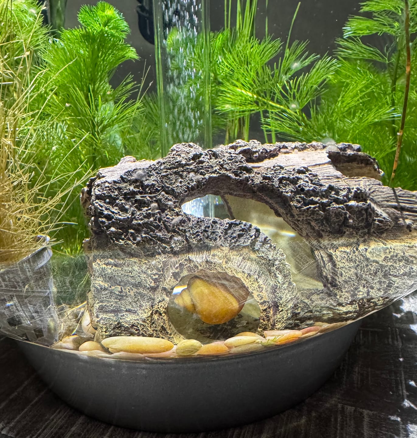 Customer photo review of Gold Mystery Snail