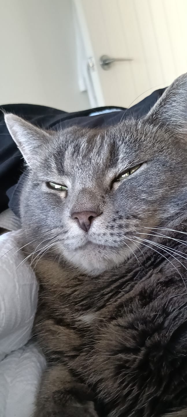 Customer photo review of Milbemax Tablets for Large Cats >2kg