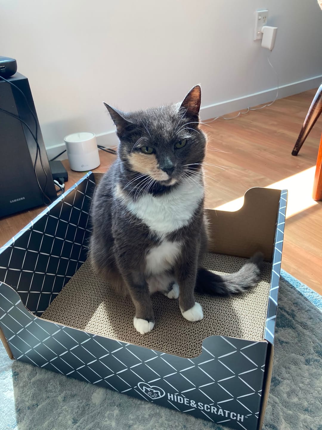 Customer photo review of Hide & Scratch Extra-Large Cat Scratcher Box