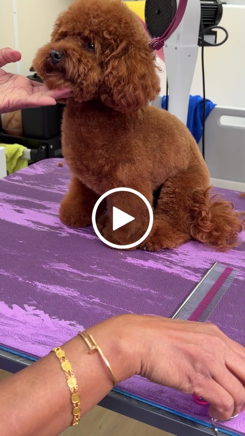 Customer video review of Harzly VG10 Thinners