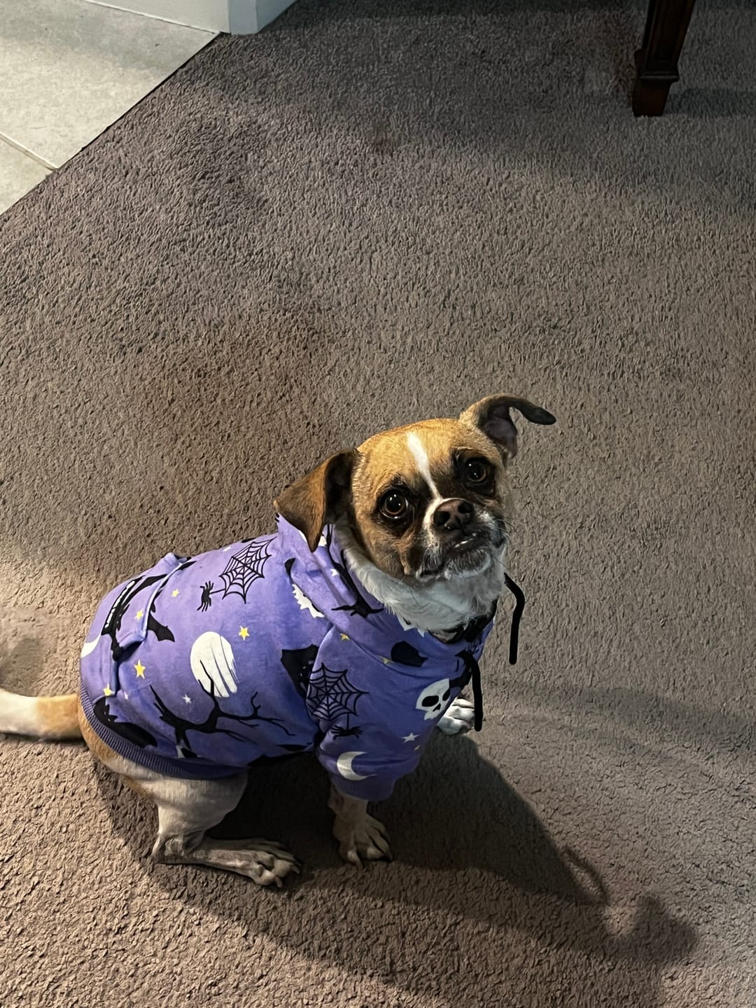 Customer photo review of Halloween Dog Hoodie - Purple