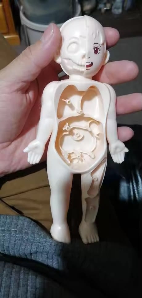 Customer photo review of Anatomiemodell Lernspielzeug | Menschlicher Körper zum Auseinandernehmen STEM Kinder