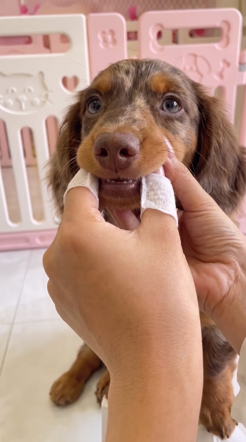 Customer photo review of Toallitas dentales para mascotas