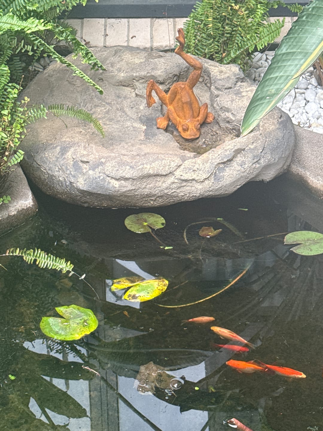 Customer photo review of Major Ribbit French Provincial Frog Statue, Rust Cast Iron 29cm