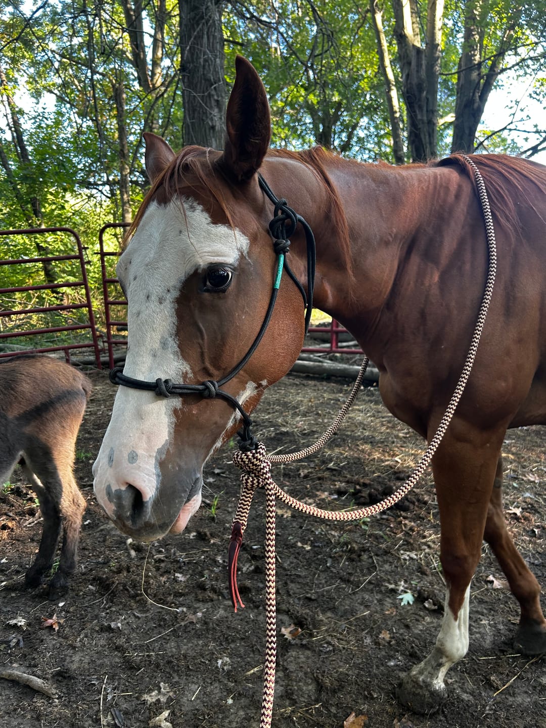 Customer photo review of 22 Ft Mecate Reins