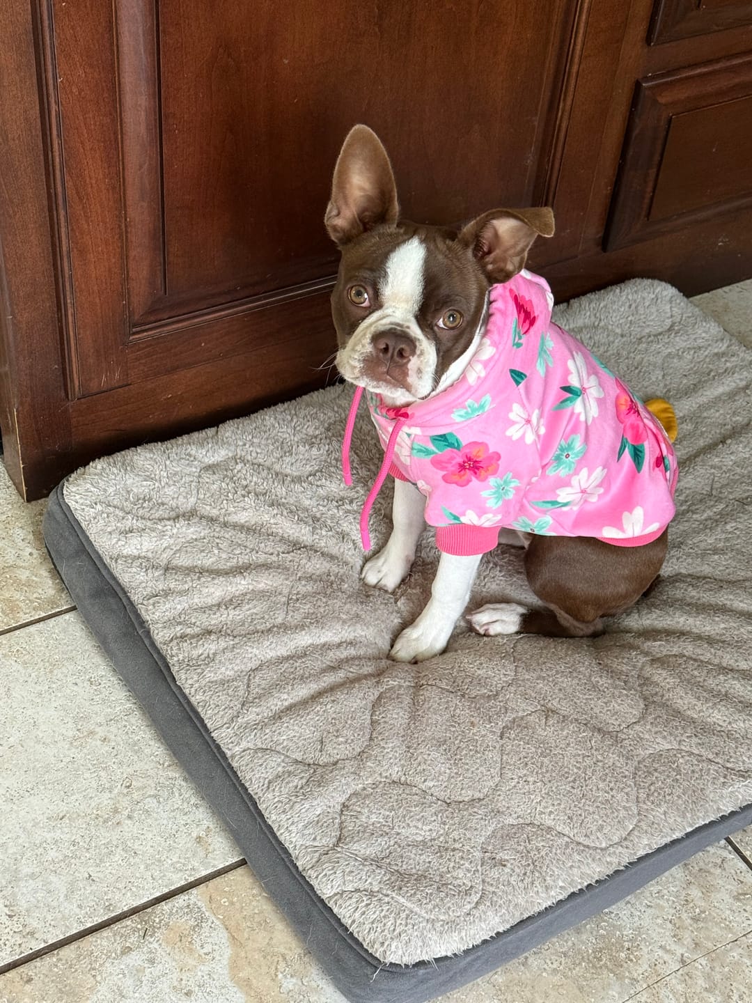 Customer photo review of Blossom Dog Hoodie - Pink
