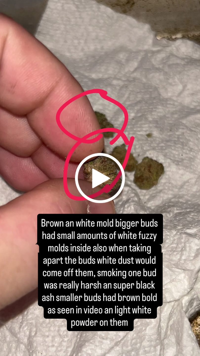 Customer video review of Platinum Cookies | THCA Flower