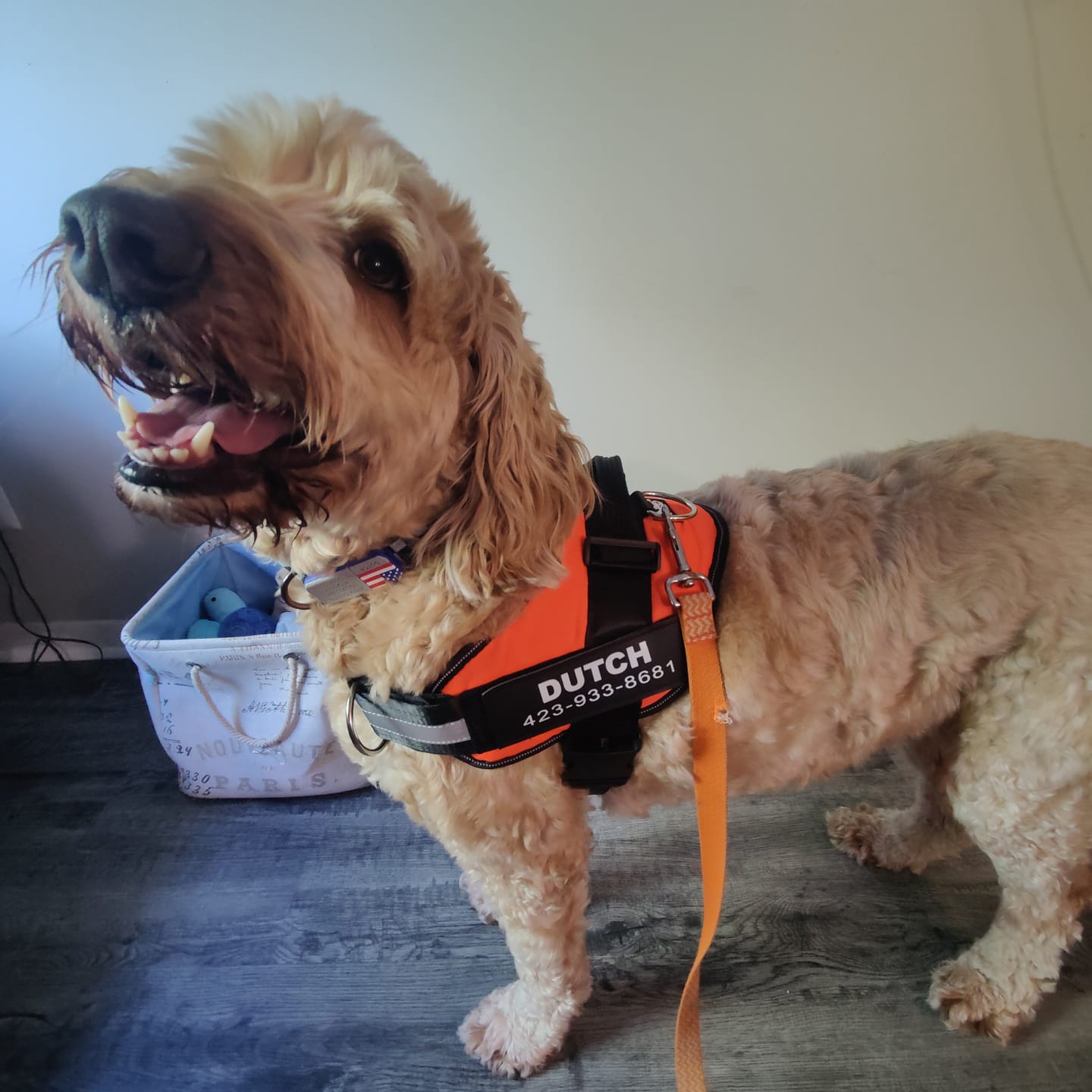 Customer photo review of Dogshood ™ Ergonomic Harness