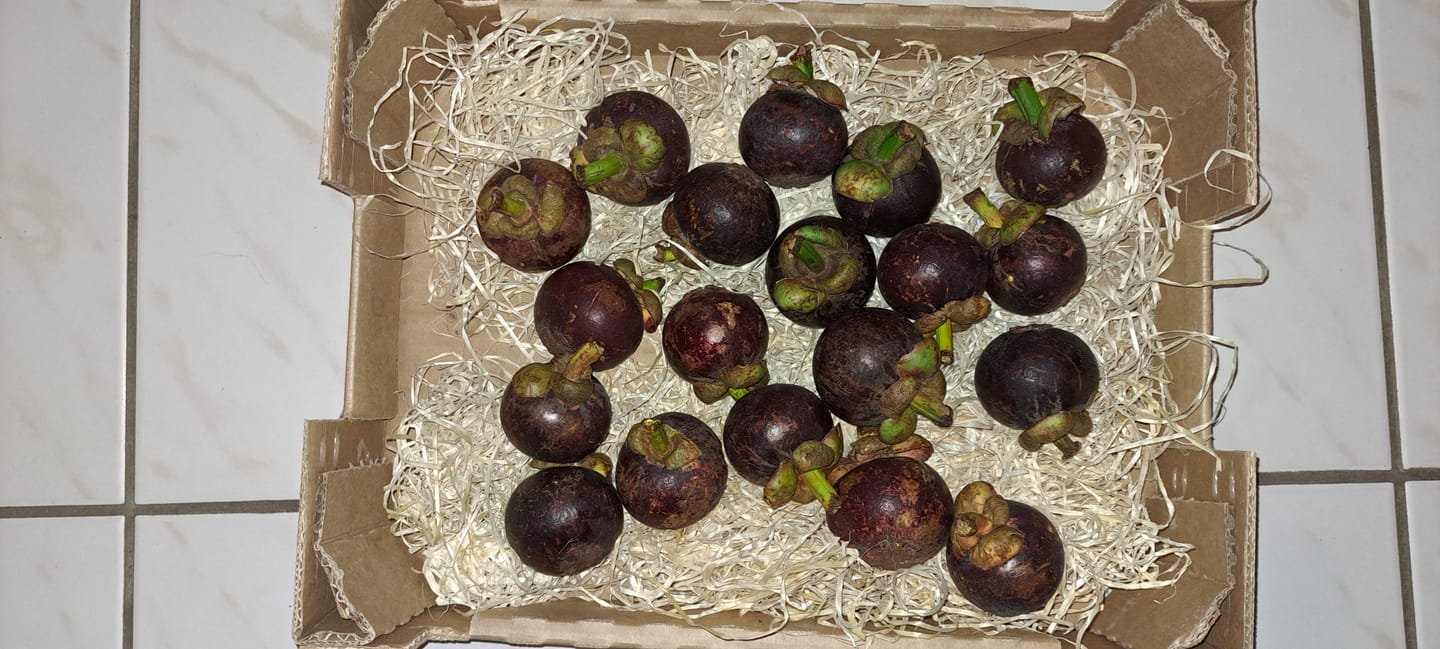 Customer photo review of Mangostan (Mangosteen) Sommeraktion %