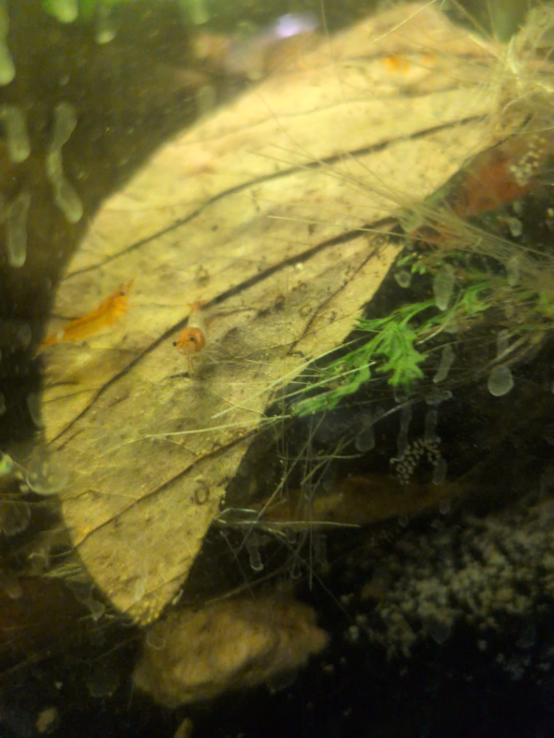 Customer photo review of Orange Rili Shrimp