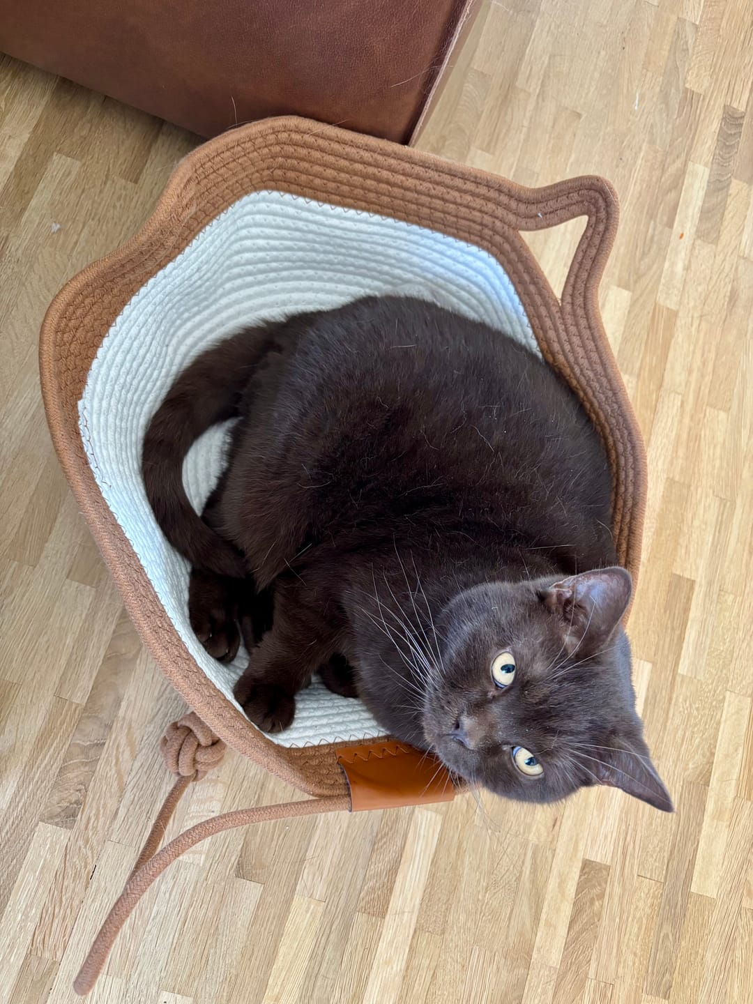 Customer photo review of Instinct Basket | Meet the first research-backed natural territory for indoor cats
