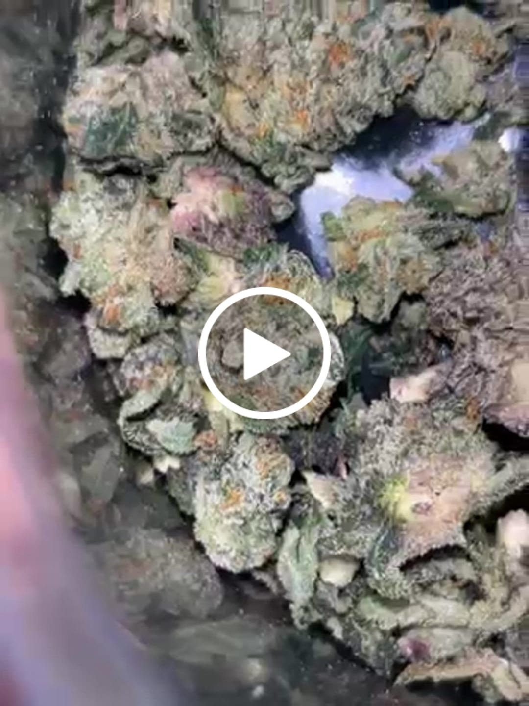 Customer video review of Bruce Banner THCA Flower (Budget)