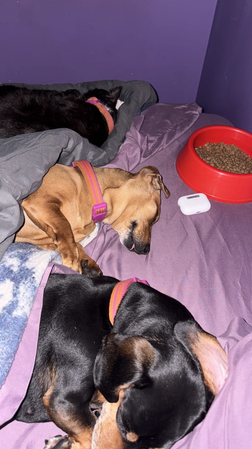 Customer photo review of PetFamily Foods Razas Pequeñas