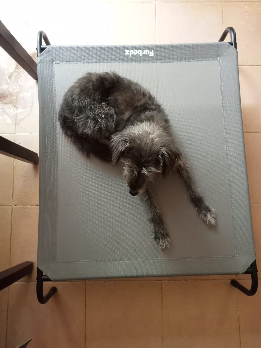 Customer photo review of Cama Elevada para Perros